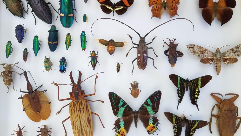 Insect Biodiversity Center To Promote Insect Conservation, Healthy ...